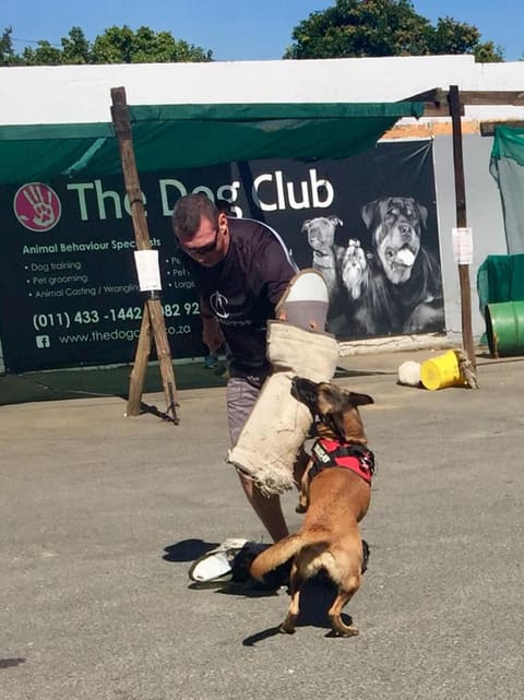 Bitework for advanced obedience candidates