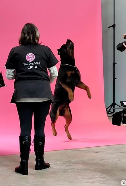 A handler cueing a dog to jump on a pink studio cyclorama during a shoot