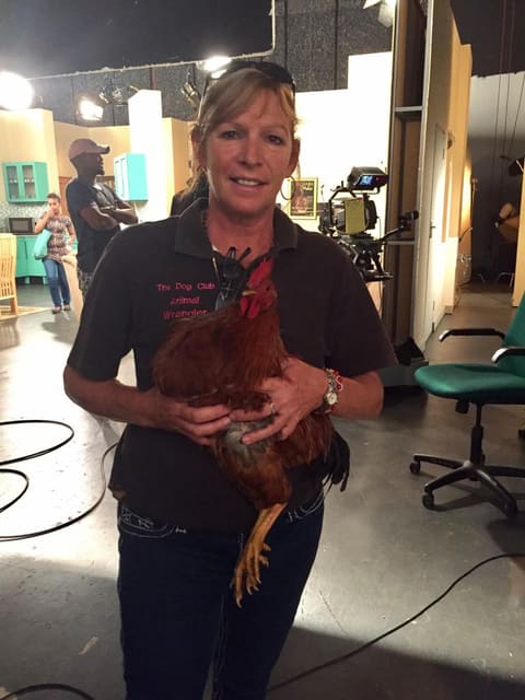 A wrangler holding a rooster on a studio set