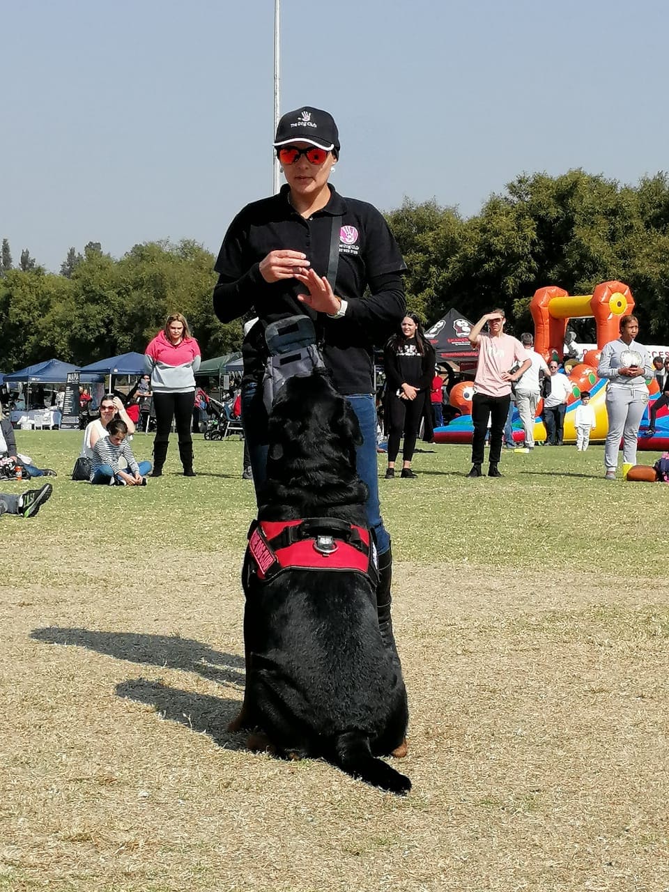 A Dog Club handler cueing a calm, attentive sit from a large dog at a demonstration