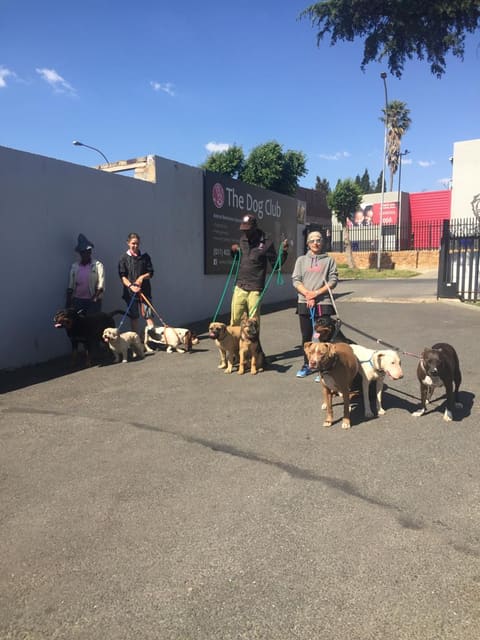 Daycare often includes enjoyable walks