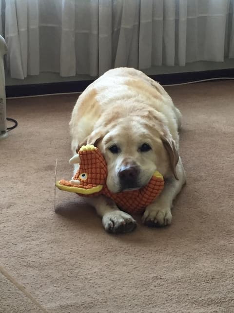 A hotel guest and his favourite toy