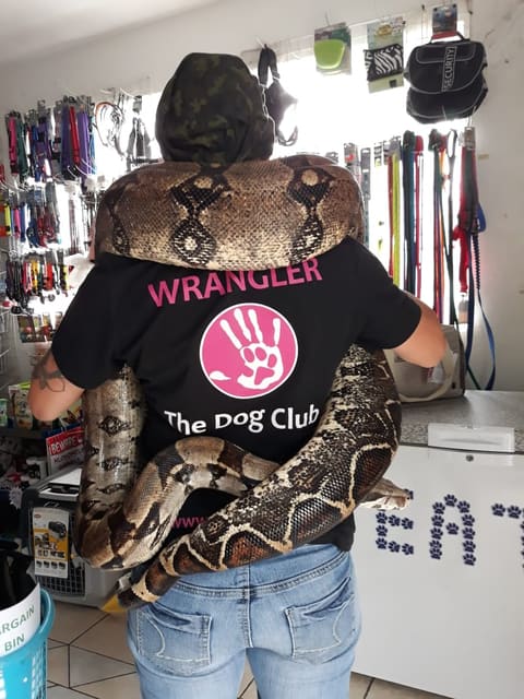 A licensed Dog Club wrangler with a python on set