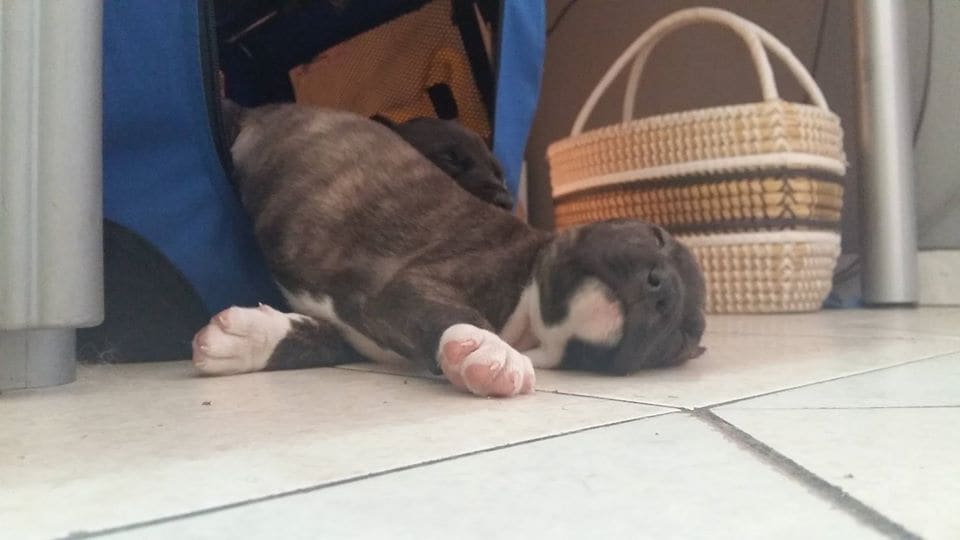 A puppy sleeping soundly on a soft blanket at the pet hotel