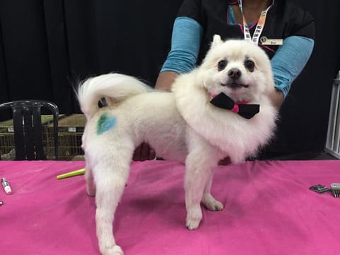 Fresh from the salon