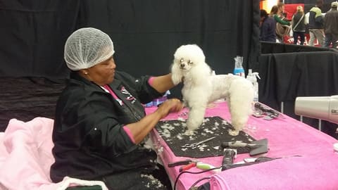 Precision scissor work on the grooming table