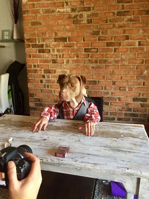 Thor the dog performing a table scene in a music video