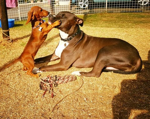 A friendly game of tug