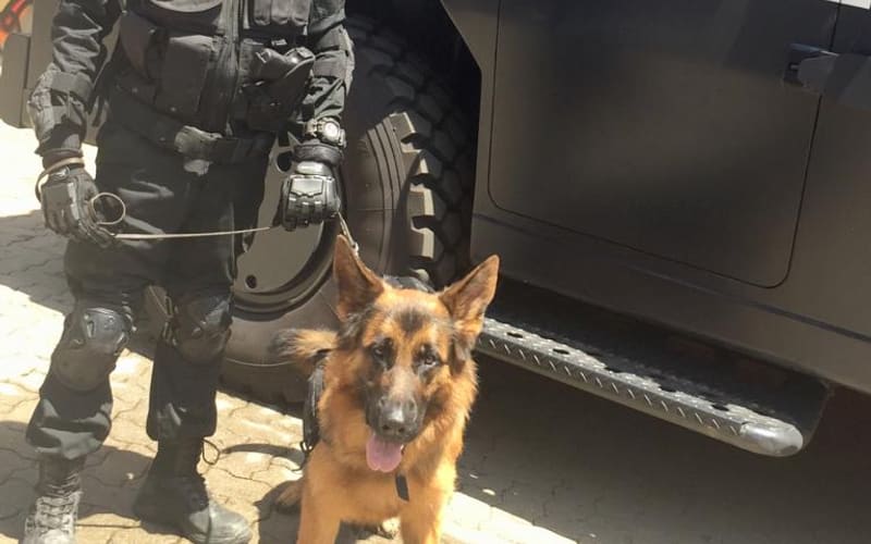 A trained German Shepherd on a film set beside an actor in police uniform