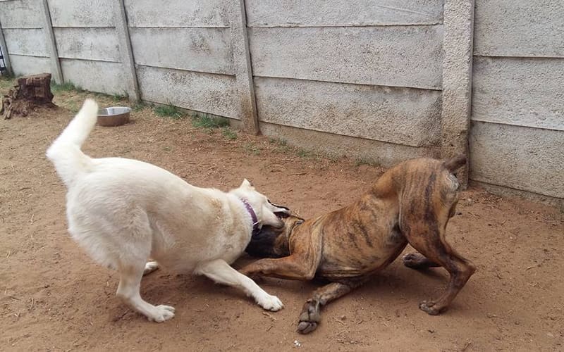Two dogs playing together at daycare
