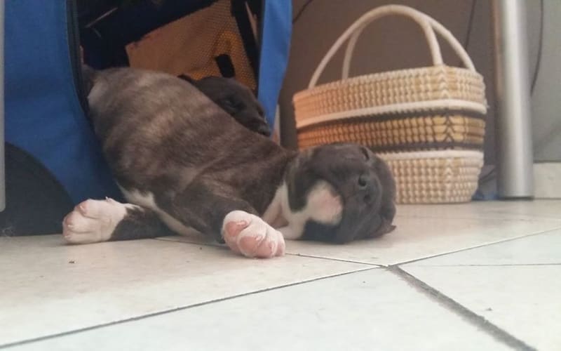 A puppy sleeping soundly on a soft blanket